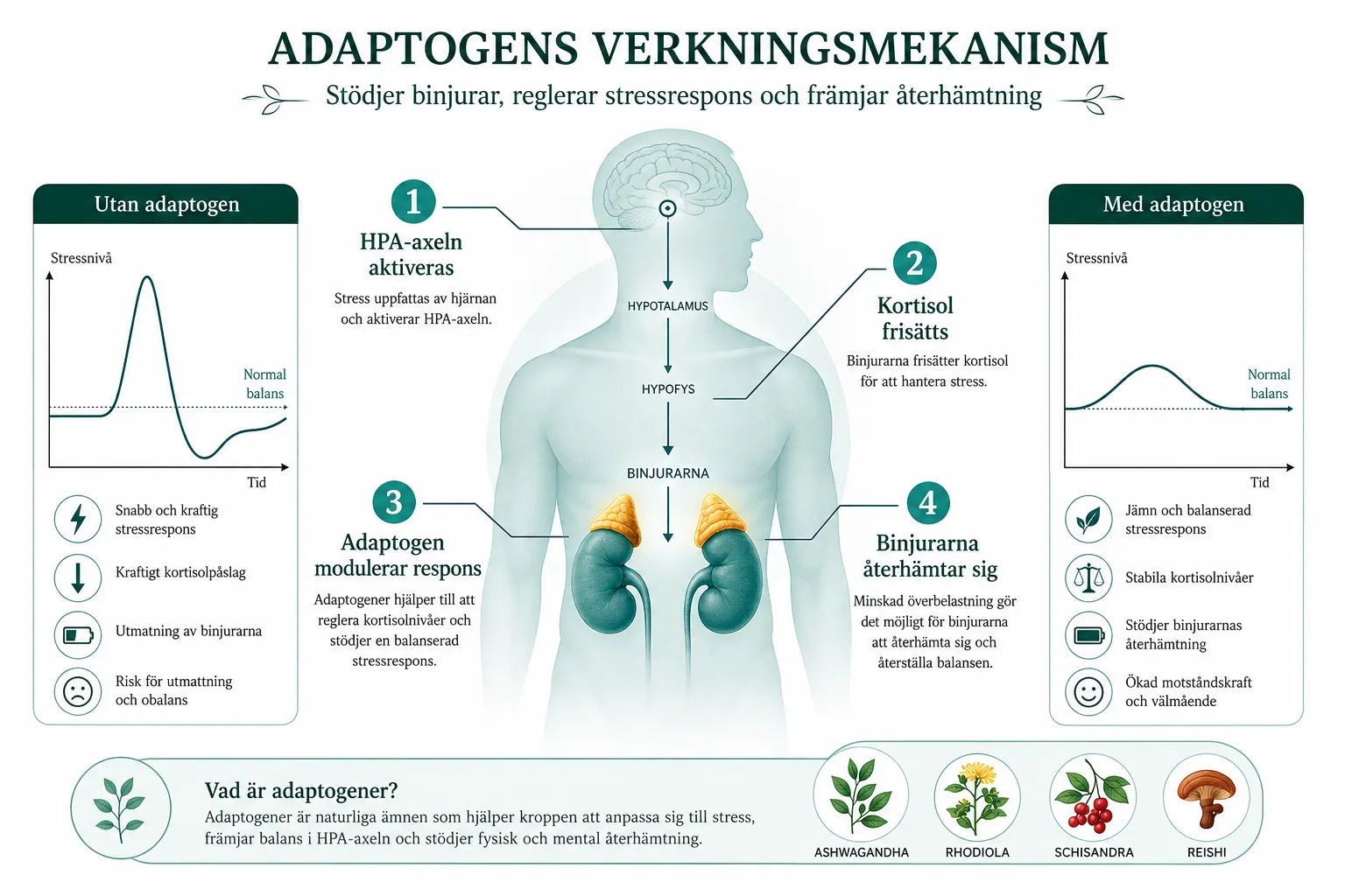 Adaptogener i vardagen: Naturligt stöd för binjurarna vid långvarig stress 1 Vad är adaptogener och hur fungerar de