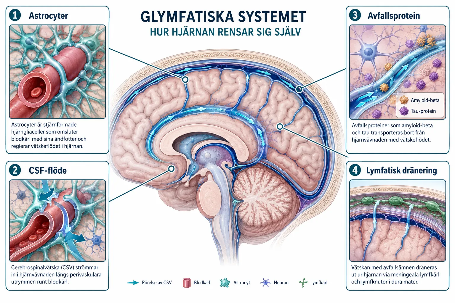 Hjärnans glymfatiska system: Varför sömnpositionen spelar roll för hjärnans rensning 1 Vad är det glymfatiska systemet och hur fungerar det?