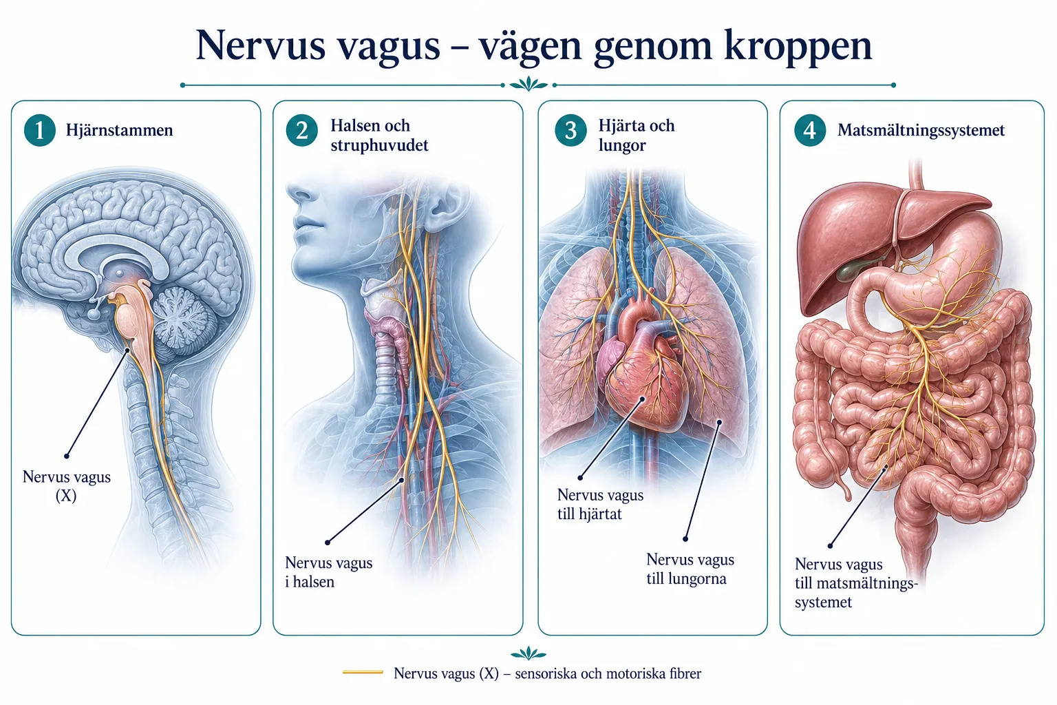 Vagusnerven och stressreducering: Enkla övningar för att aktivera ditt lugn-och-ro-system 1 Vad är vagusnerven och hur fungerar den