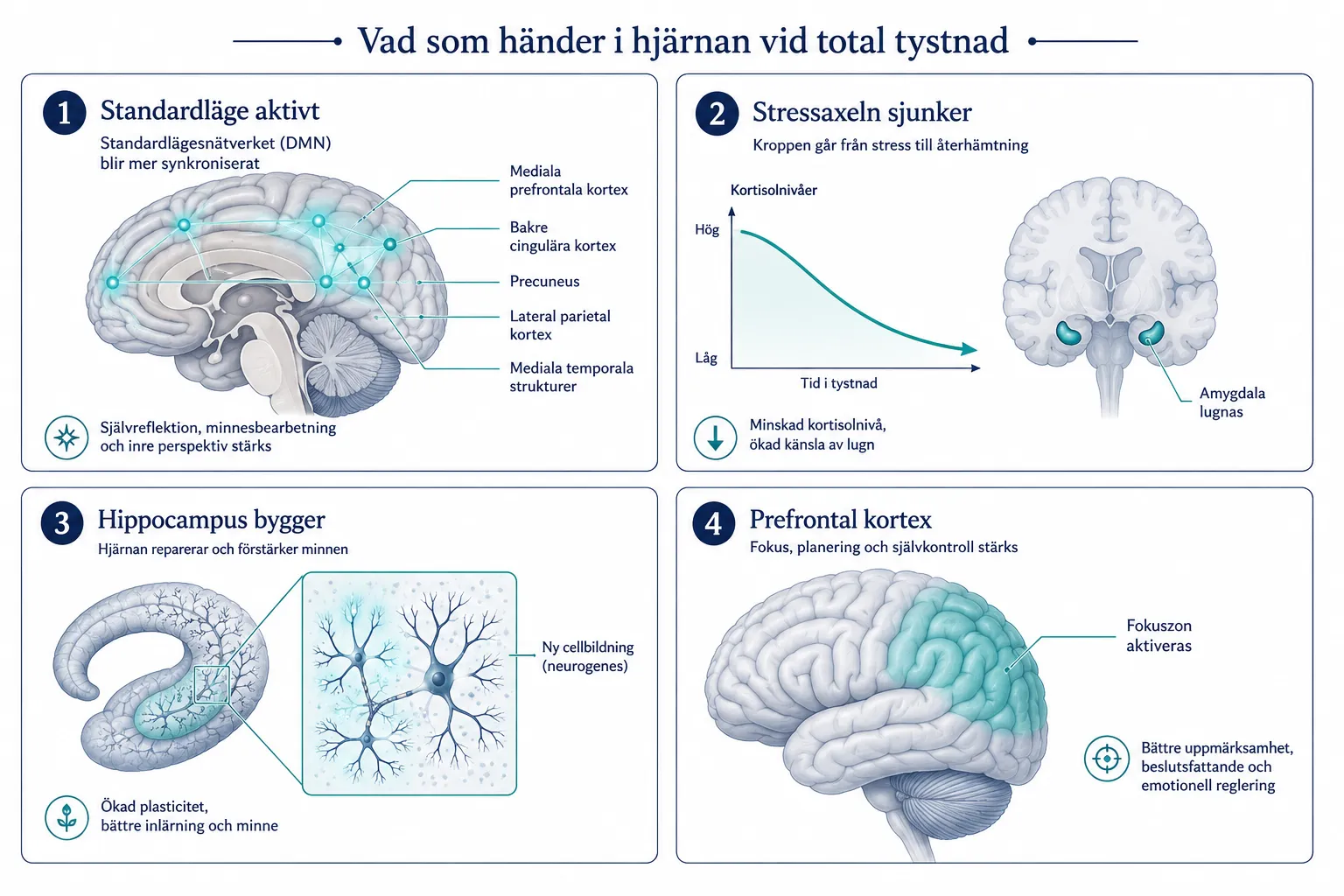 Tystnadens anatomi: Hur hjärnan återhämtar sig i absolut frånvaro av ljud 1 Vad händer i hjärnan vid absolut tystnad